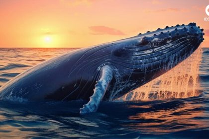 Impact-of-Crypto-Whales-on-the-Market-Detailed-Analysis